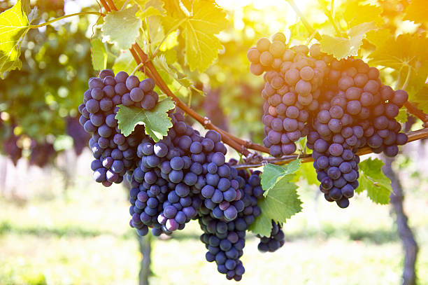 rojo uvas con hojas verdes con puesta de sol en la vid - vineyard ripe crop vine fotografías e imágenes de stock