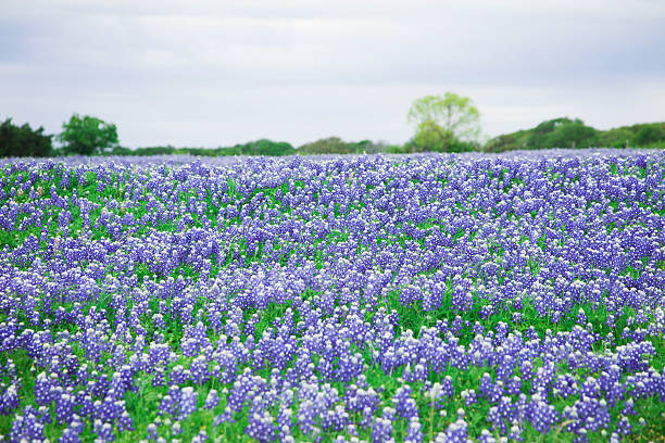 prado cheio de flores de tremoço-azul texas, eua. - lupine single flower flower blue imagens e fotografias de stock