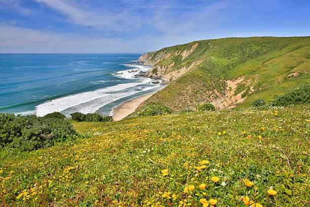 Pacific Ocean from Tomales Point Trail, Point Reyes National Seashore Pacific coastline filled with spring wildflowers at Point Reyes. marin county stock pictures, royalty-free photos & images