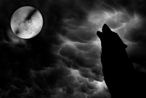 Wolf howling at moon illustration  