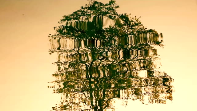 reflection of the tree on water wave at sunset