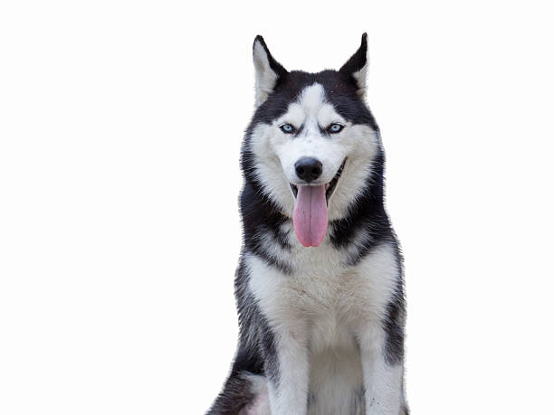istock Siberian Husky Champ, sitting in front of white background 523086427