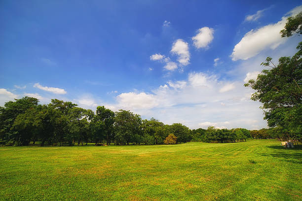 istock City park with green lawn and some trees 523087967