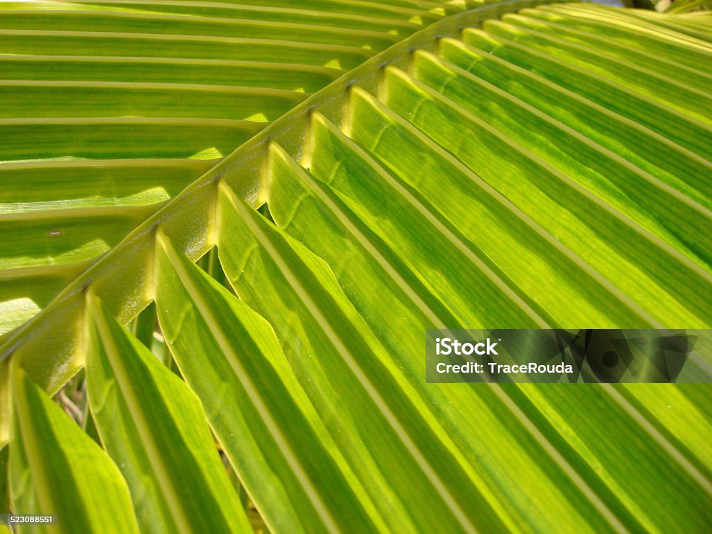 Palm Folds The inner folds of a tropical palm tree found on one of the British Virgin Islands Abaco Islands Stock Photo
