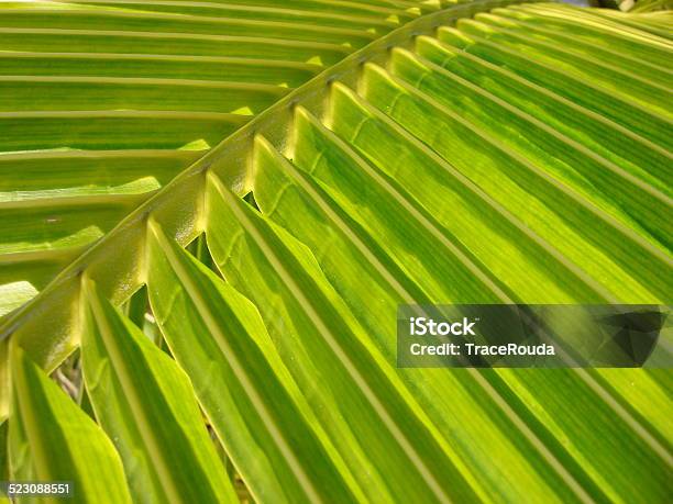 Palm Folds Stock Photo - Download Image Now - Abaco Islands, Atlantic Ocean, Bahamas