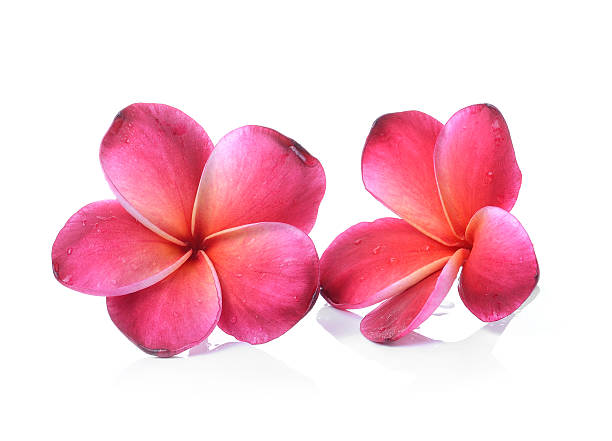 istock Frangipani flower isolated on white background 523088925