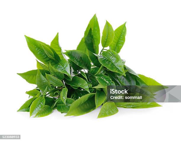 Green Tea Leaf Isolated On White Background Stock Photo - Download Image Now - Branch - Plant Part, Camellia sinensis, Close-up