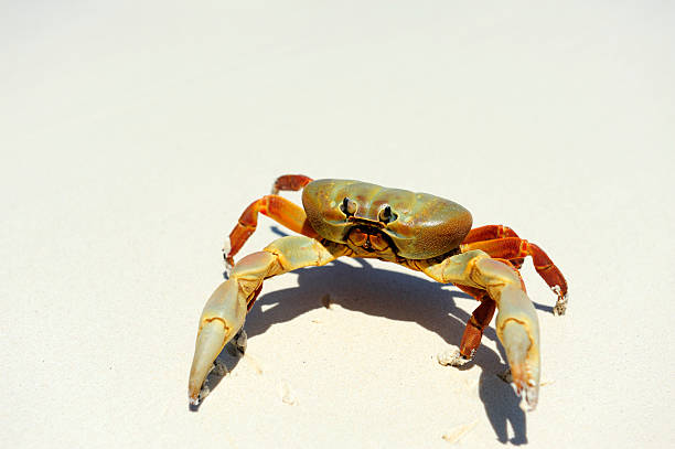 istock Hairy leg mountain crab 523090275