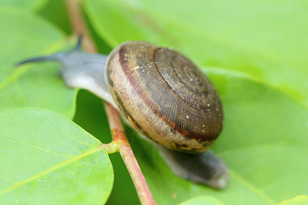 ślimak shell natury - gradable zdjęcia i obrazy z banku zdjęć