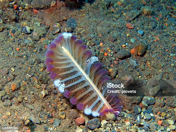 Sea Pen Stock Photo - Download Image Now - Animal, Animal Pen, Coral -  Cnidarian - iStock