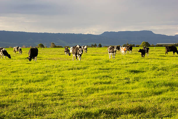 istock Cattle grazing in the open meadows in Australia 523092837