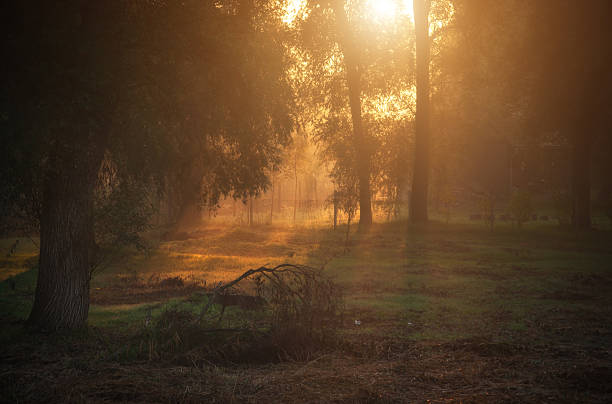 istock Morninng lights in beautiful autumn forest 523093571