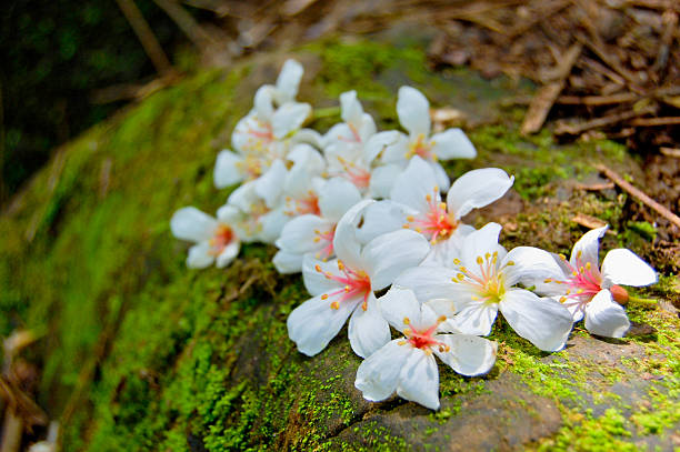 nahaufnahme von fordii (tung) tree flower - aboriginal art aborigine rock stock-fotos und bilder