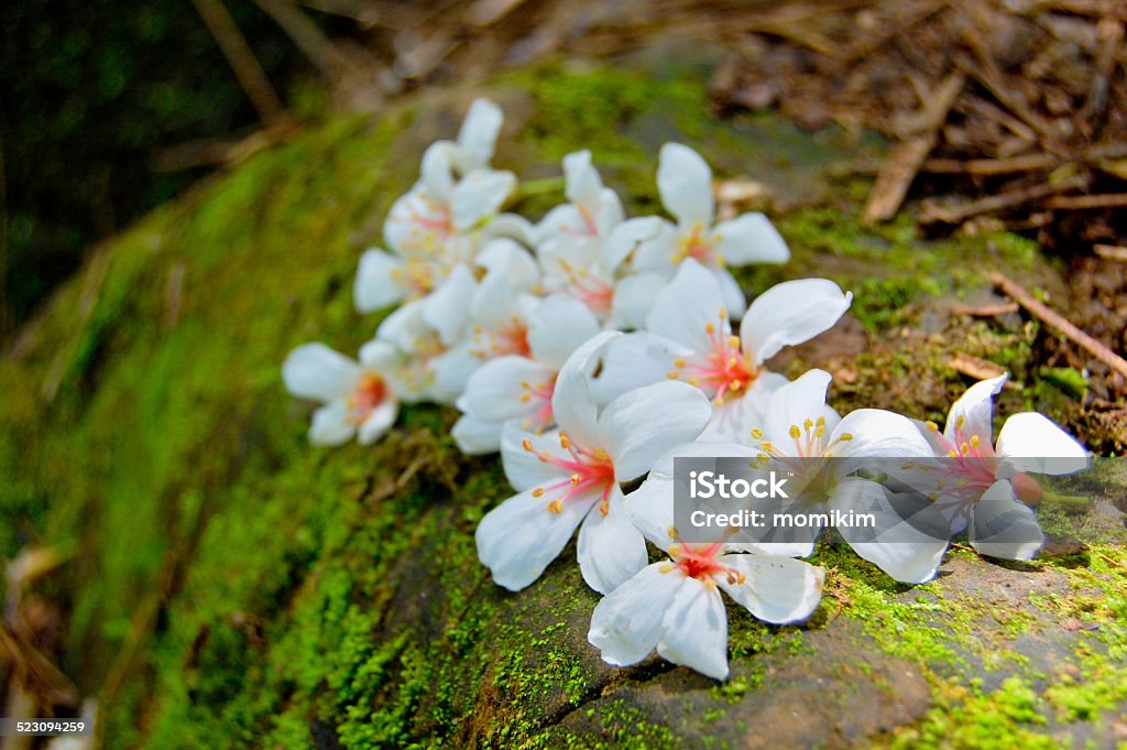 Close-up of Fordii (Tung) tree flower Focusing on Fordii flower with moss background. Hakka Culture in Taiwan - Fordii flower, It will flowering in April to May in Taiwan. Flower Stock Photo