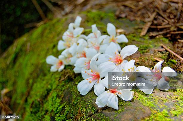 Closeup Of Fordii Tree Flower Stock Photo - Download Image Now - Flower, Taiwan, Crude Oil