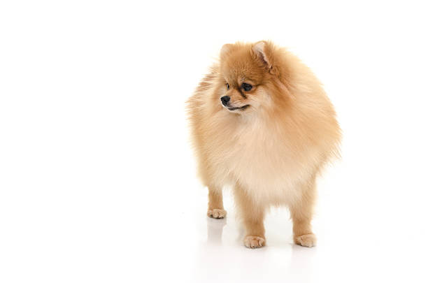 istock Portrait of  cute pomeranian spitz isolated 523109149