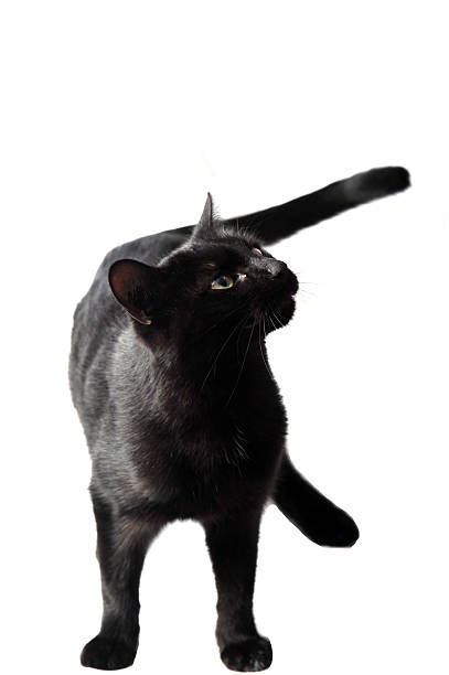 Black female cat on white background in studio stock photo