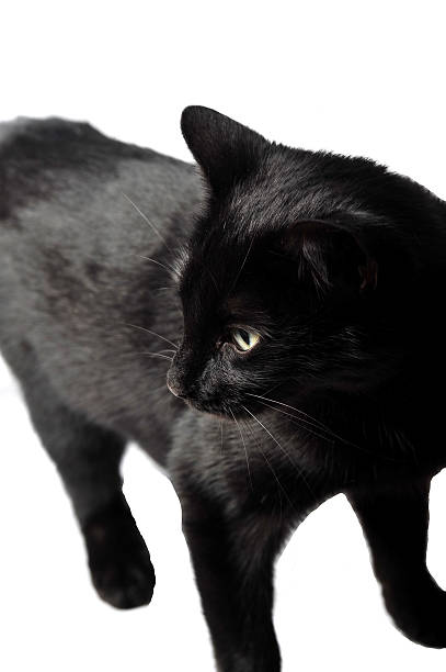 Black female cat on white background in studio stock photo