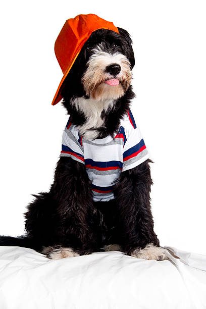 sheepdog fancy dress