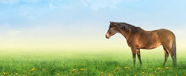 Brown warmblood horse on summer pasture with dandelion, banner