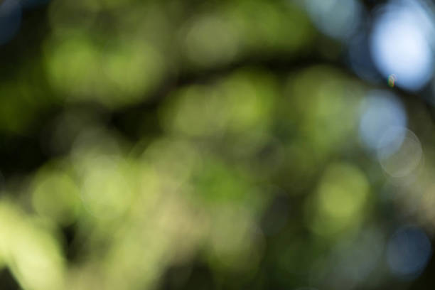 istock Fresh healthy green bio background with abstract blurred foliage 523110415