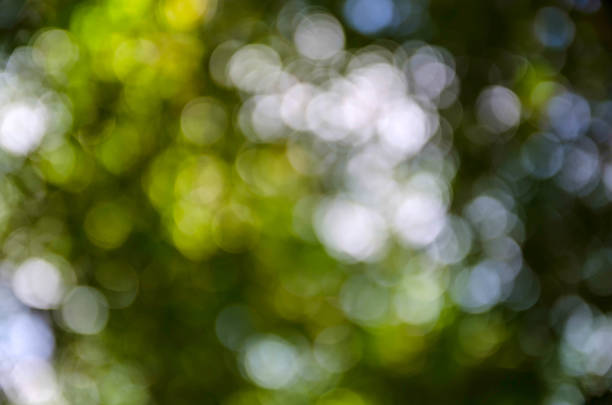 istock Beautiful green bokeh background. 523110859