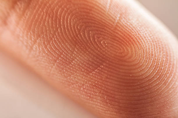 fingerprint - closeup finger bildbanksfoton och bilder