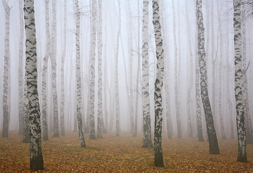 Deeply mist in autumn birch forest