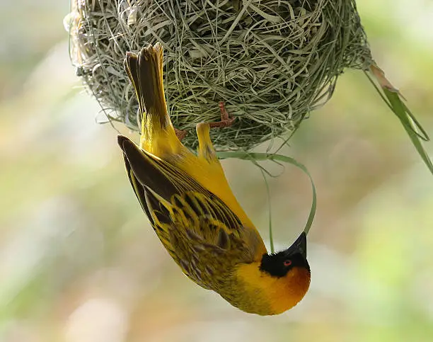 Lesser Masked Weaver bird busy making its nest by weaving a reed that it is holding in its beak, Namibia