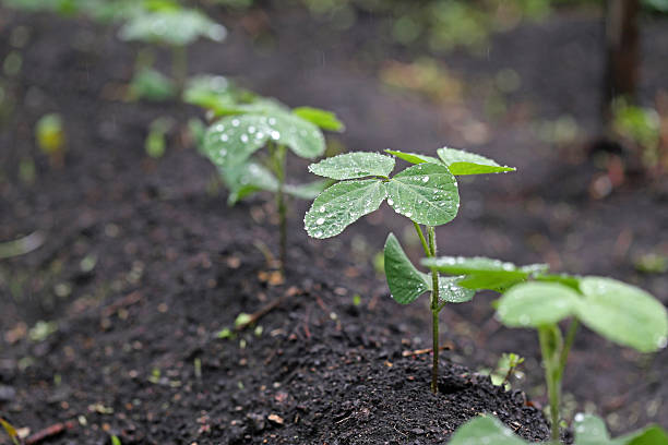 대두 필드 - water drop leaf earth 뉴스 사진 이미지