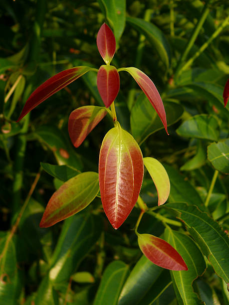 2,100+ Patta Stock Photos, Pictures & Royalty-Free Images - iStock