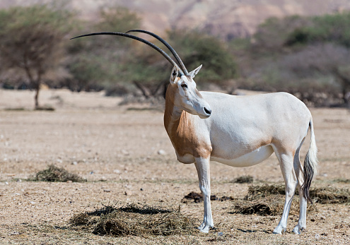 Sahara scimitar Oryx (Oryx leucoryx) in National Biblical Hai-Bar nature reserve, 35 km north of Eilat, Israel