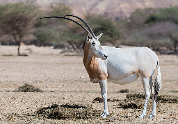 sahara cimitarra (órix leucoryx) - oryx gazella leucoryx imagens e fotografias de stock