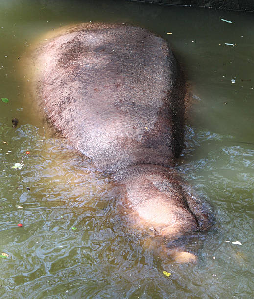 hipona descanso en río - hippopotamus amphibian sleeping hippo sleeping fotografías e imágenes de stock