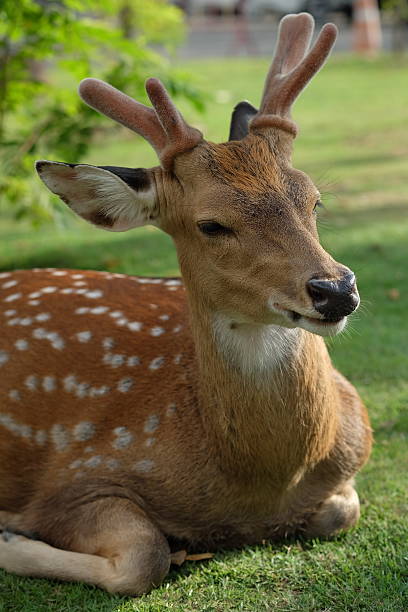 istock The recumbent deer on the ground 523115731