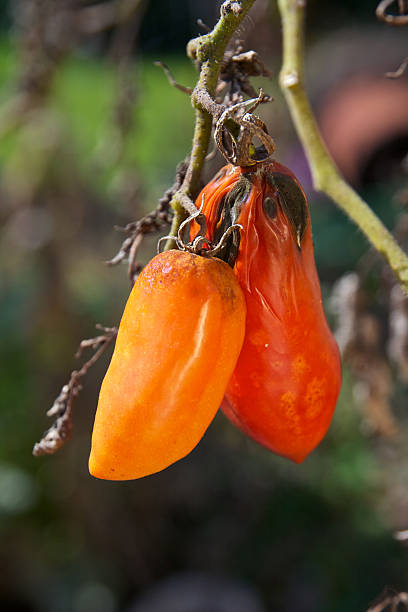 istock Tomato plant with rotten crop 523131253