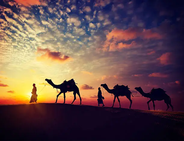 Vintage retro effect filtered hipster style image of  Rajasthan travel - two indian cameleers camel drivers with camels silhouettes in dunes of Thar desert on sunset. Jaisalmer, Rajasthan, India