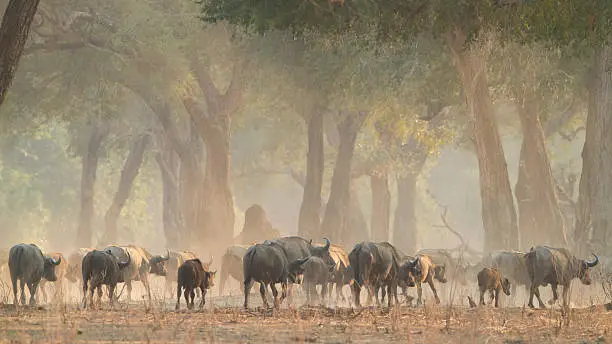 African Buffalo herd (Syncerus caffer) departing through Ana Trees (Faidherbia albida)