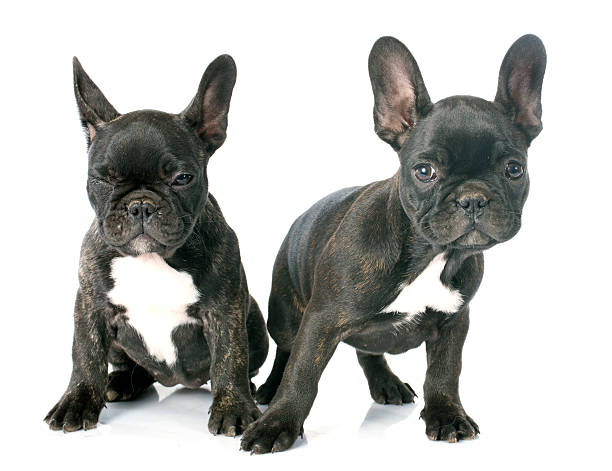 istock puppy french bulldog 523132821