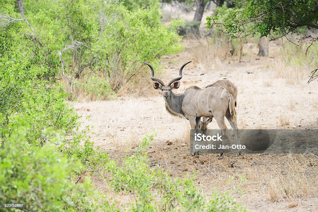 Männliche Kudu im Krüger-Nationalpark. - Lizenzfrei Afrika Stock-Foto