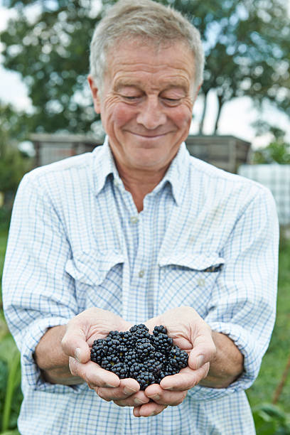 istock Senior Man On Allotment Holding Freshly Picked Blackberries 523133679