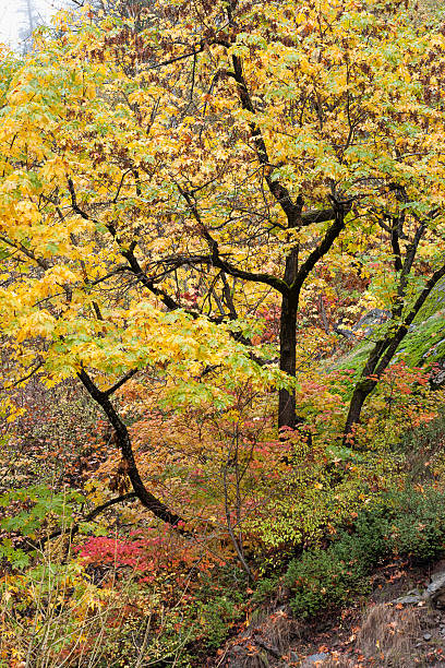 vivid yellow liście na drzewo. - vertical photography color image tumwater canyon zdjęcia i obrazy z banku zdjęć