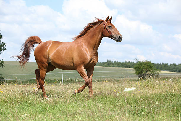 Amazing chestnut Budyonny horse running on meadow