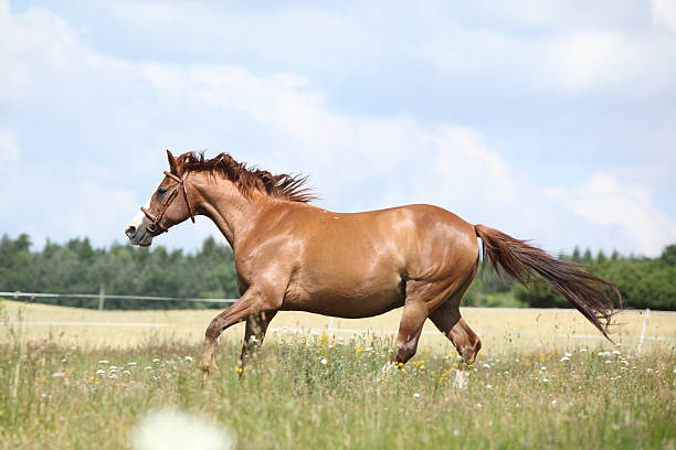 istock Amazing chestnut horse running on meadow 523134887