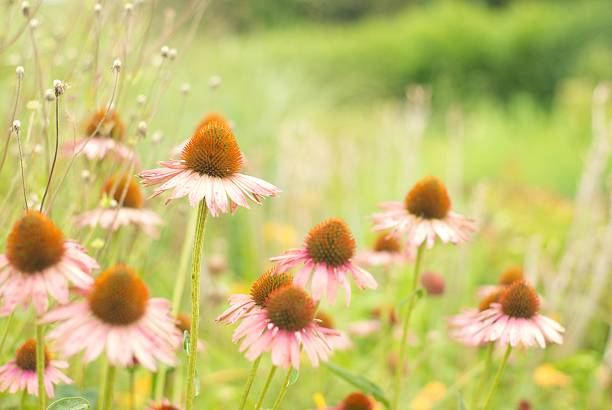 istock Vintage pink flowers 523135379