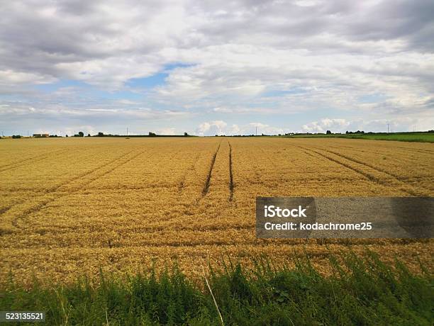 Crops Stock Photo - Download Image Now - Agriculture, Beauty In Nature, Climate