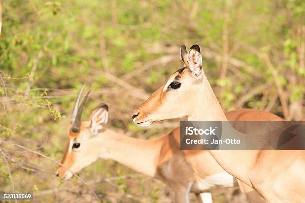 Impalas Im Krüger National Park Stockfoto und mehr Bilder von Abenddämmerung - Abenddämmerung, Afrika, Farbbild