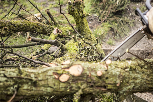 istock Man sawing a log in his back yard 523135805