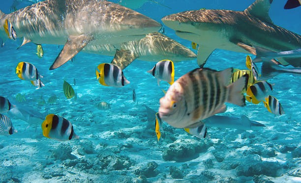 istock Shark over a coral reef at ocean 523136367