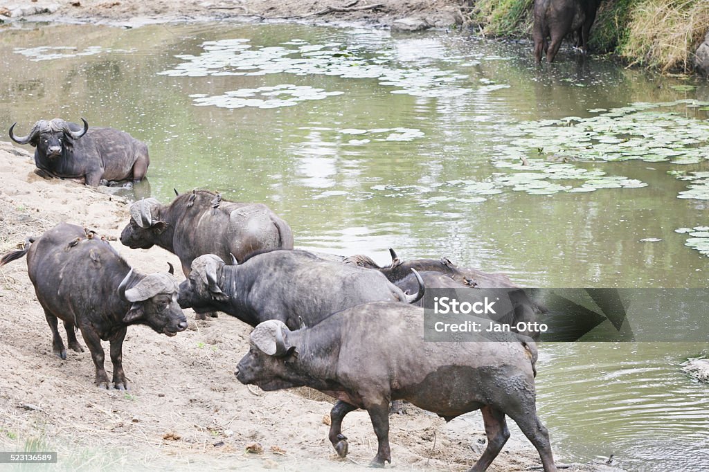 Buffalos im Krüger National Park - Lizenzfrei Afrika Stock-Foto